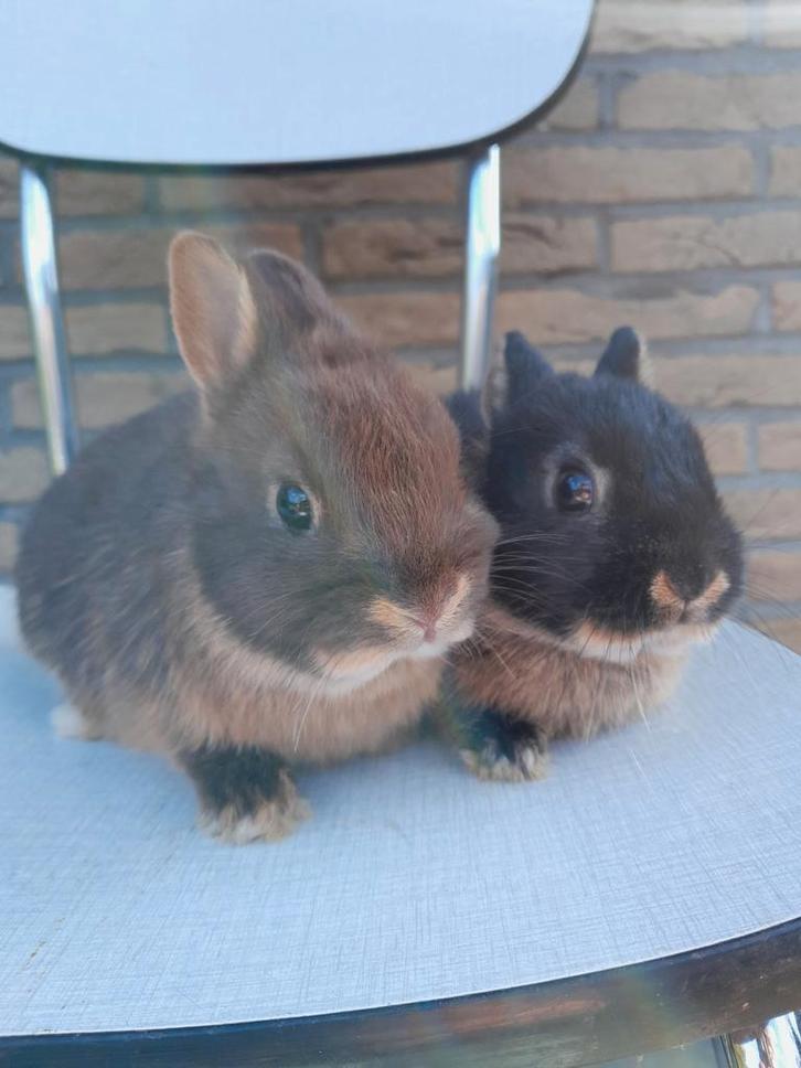 Kleurdwerg voedstertjes (België), Dieren en Toebehoren, Konijnen, Dwerg, Meerdere dieren, 0 tot 2 jaar