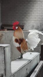 Hollandse kriel Witpatrijs Haan, Dieren en Toebehoren, Pluimvee, Mannelijk, Kip