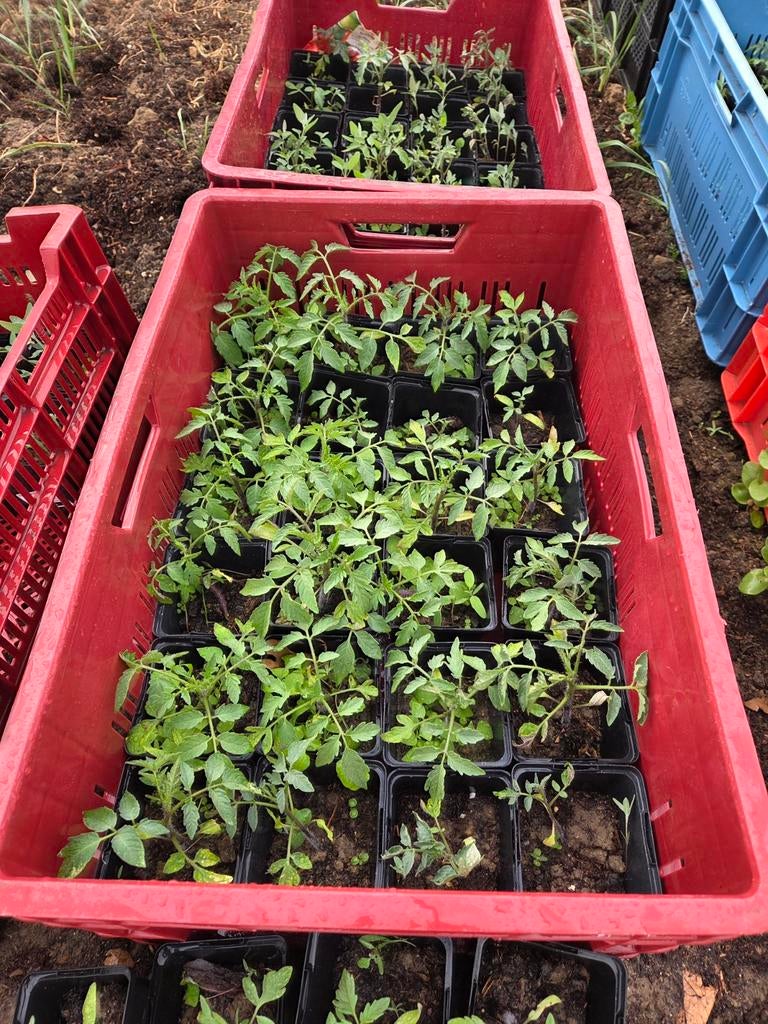 Diverse soorten moestuinplanten/ tomatenplanten, Ophalen, Eenjarig, Groenteplanten, Volle zon