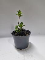 Boerenhortensia te koop, Tuin en Terras, Planten | Tuinplanten, Ophalen, Overige soorten