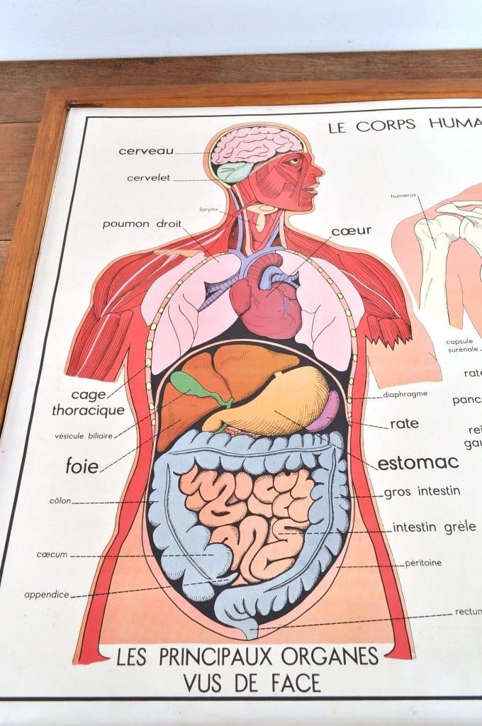 Vintage schoolkaarten 22x wissellijst anatomie Rossignol, Antiek en Kunst, Antiek | Schoolplaten, Ophalen of Verzenden, Natuur en Biologie