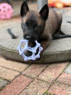 Mechelse herder Pups uit Knpv lijnen geboren 08-03-26, Dieren en Toebehoren, Honden | Herdershonden en Veedrijvers, Parvo, 8 tot 15 weken