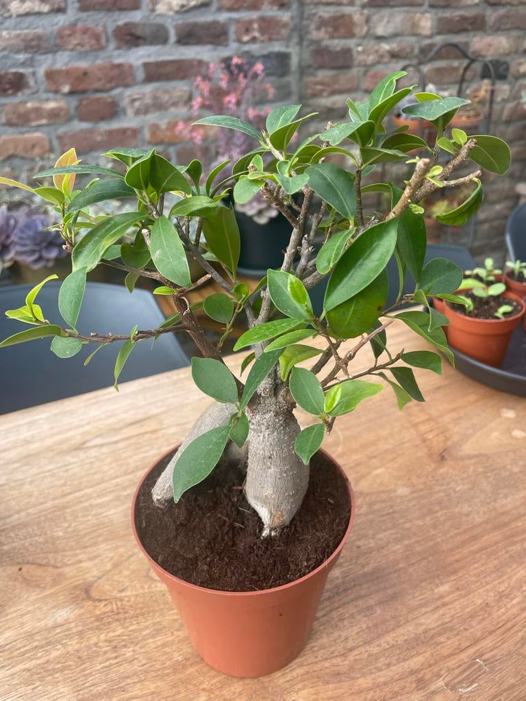 Ficus ginseng in kunststof kweekpot, Ophalen, Ficus, Halfschaduw, Minder dan 100 cm