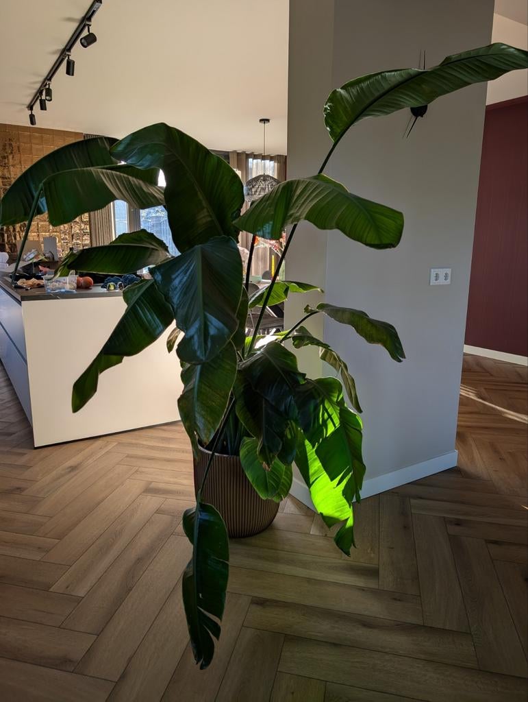 Grote Strelitzia Nicolai - Paradijsvogelplant, Huis en Inrichting, Kamerplanten, Ophalen, 200 cm of meer, Overige soorten, In pot