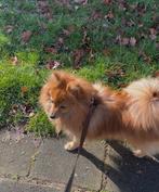 Lieve dwergkees puppy te koop!, Parvo, 15 weken tot 1 jaar, Teef, Eén hond