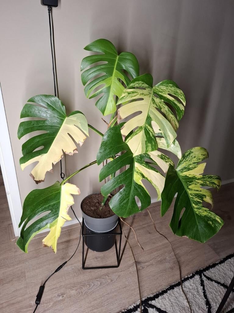 Monstera Aurea Variegata, Huis en Inrichting, Kamerplanten, Ophalen of Verzenden, Halfschaduw, Minder dan 100 cm