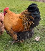 Orpington groot haan, Dieren en Toebehoren, Pluimvee, Mannelijk, Kip
