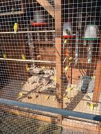 Koppels kanaries uit buiten volière, Dieren en Toebehoren, Vogels | Kanaries, Meerdere dieren, Kleurkanarie