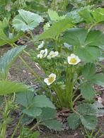 Aardbeienplanten, Tuin en Terras, Planten | Tuinplanten, Ophalen, Volle zon, Vaste plant, Fruitplanten
