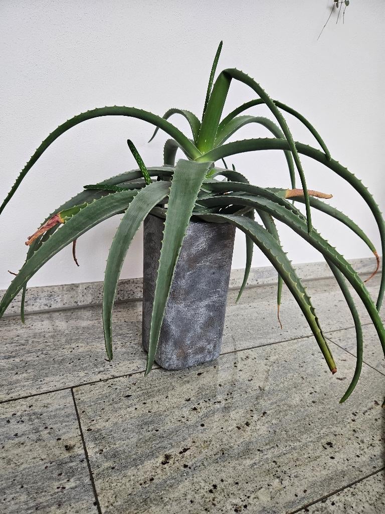 Aloe vera plant + pot, Huis en Inrichting, Kamerplanten, Ophalen, Overige soorten, Halfschaduw, In pot