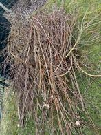 Wilgentenen GRATIS, Ophalen of Verzenden, Overige soorten, Volle zon