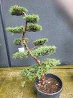 Juniperus virg. "Grey Owl", Bloeit niet, Overige soorten, 100 tot 250 cm, Ophalen
