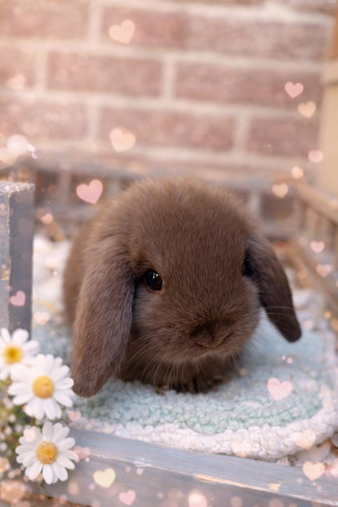 Laatse minilop voedster, Dieren en Toebehoren, Konijnen, Vrouwelijk, Dwerg, Hangoor, 0 tot 2 jaar