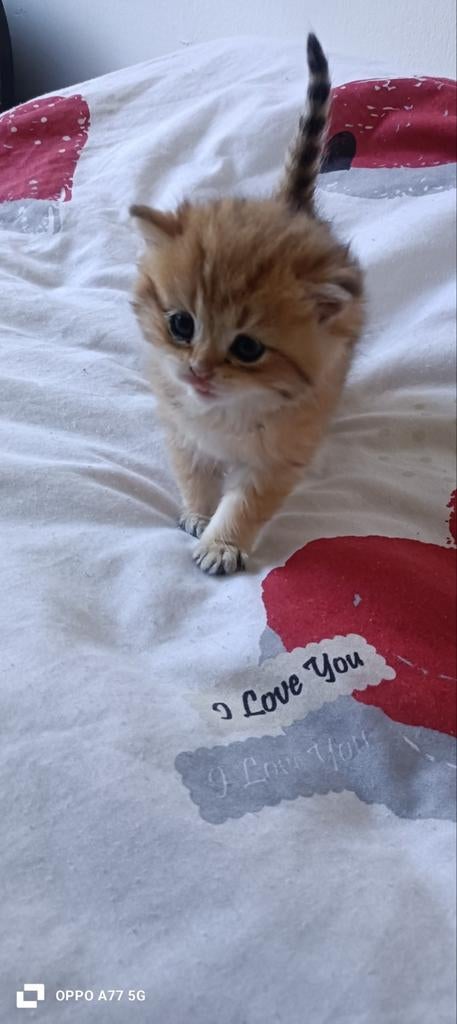 Britisch kat, Ophalen of Verzenden