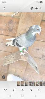 Takla, Dieren en Toebehoren, Mannelijk, Postduif