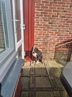 Pitbull, CDV (hondenziekte), American Staffordshire Terriër, Teef, Eén hond