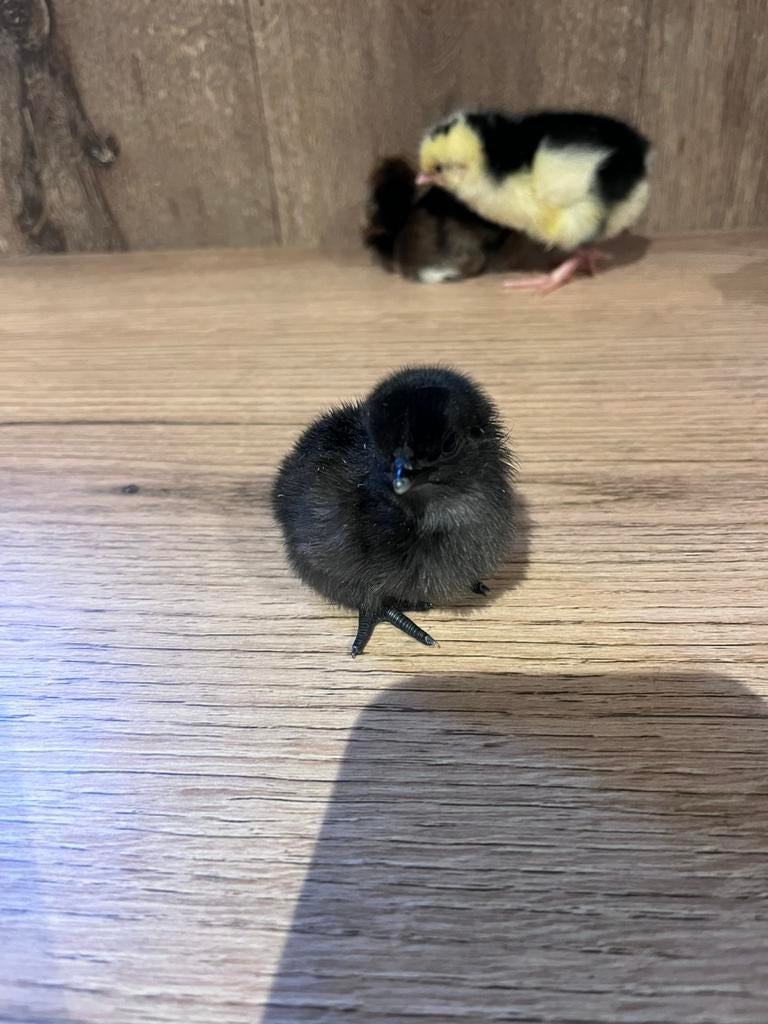Ayam cemani kuikens, Dieren en Toebehoren, Pluimvee, Meerdere dieren, Kip