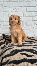 Maltipoo pups, maltezer x toy poedel, abrikoos, Dieren en Toebehoren, Honden | Chihuahua's en Gezelschapshonden, Parvo, Nederland