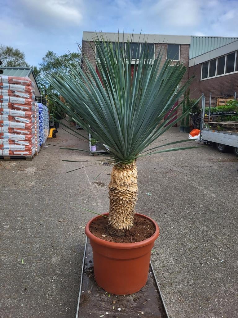 Mediteraanse planten verkoop met koningsdag, Ophalen of Verzenden, Overige soorten, Volle zon