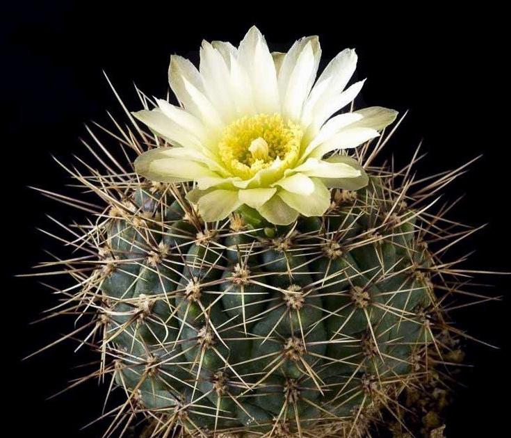 cactus - Gymnocalycium reductum, Huis en Inrichting, Kamerplanten, Verzenden, Cactus, Volle zon, Minder dan 100 cm
