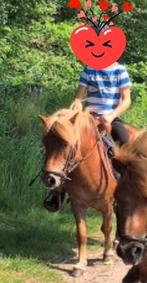 Lieve, geduldige kinderpony! Shetlander, Dieren en Toebehoren, Merrie, A pony (tot 1.17m), 11 jaar of ouder, Recreatiepony