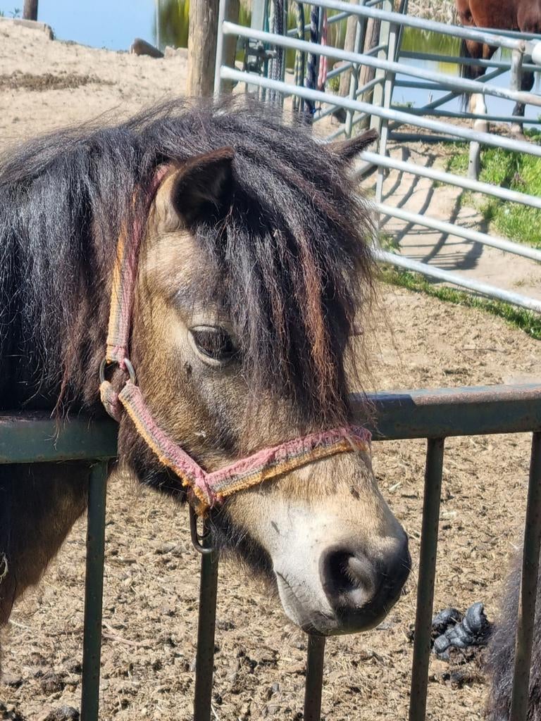 Mooie 4 jarige NMPRS buckskin merrie, Merrie, A pony (tot 1.17m), Met stamboom, 3 tot 6 jaar