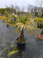 Trachycarpus fortunei | Winterharde Palmboom, 100 tot 250 cm, Zomer, Palmboom, Ophalen