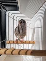 Gloster kanaries tt kwaliteit, Mannelijk, Kleurkanarie