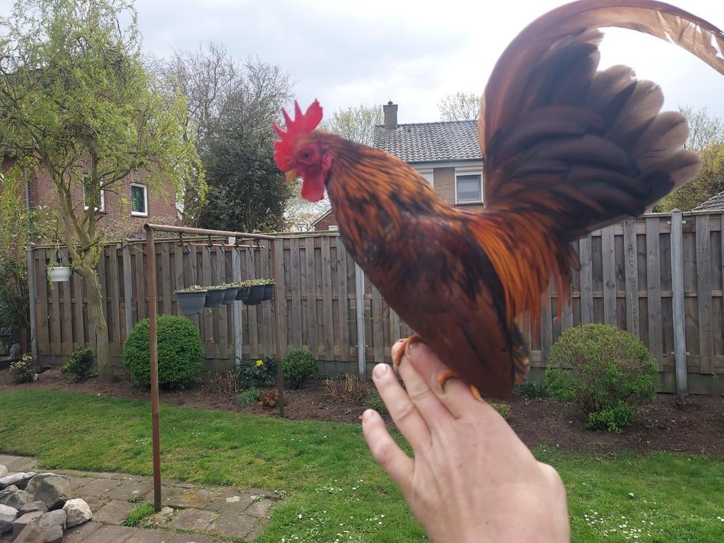 Serama haantje, Mannelijk, Kip