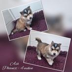 Pomsky pups beschikbaar, 8 tot 15 weken, Meerdere, Meerdere dieren, Middel