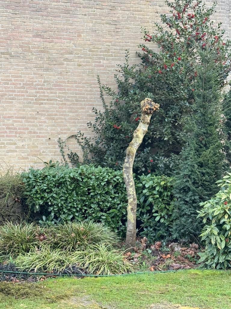 Plataan, Ophalen, Volle zon, Overige soorten