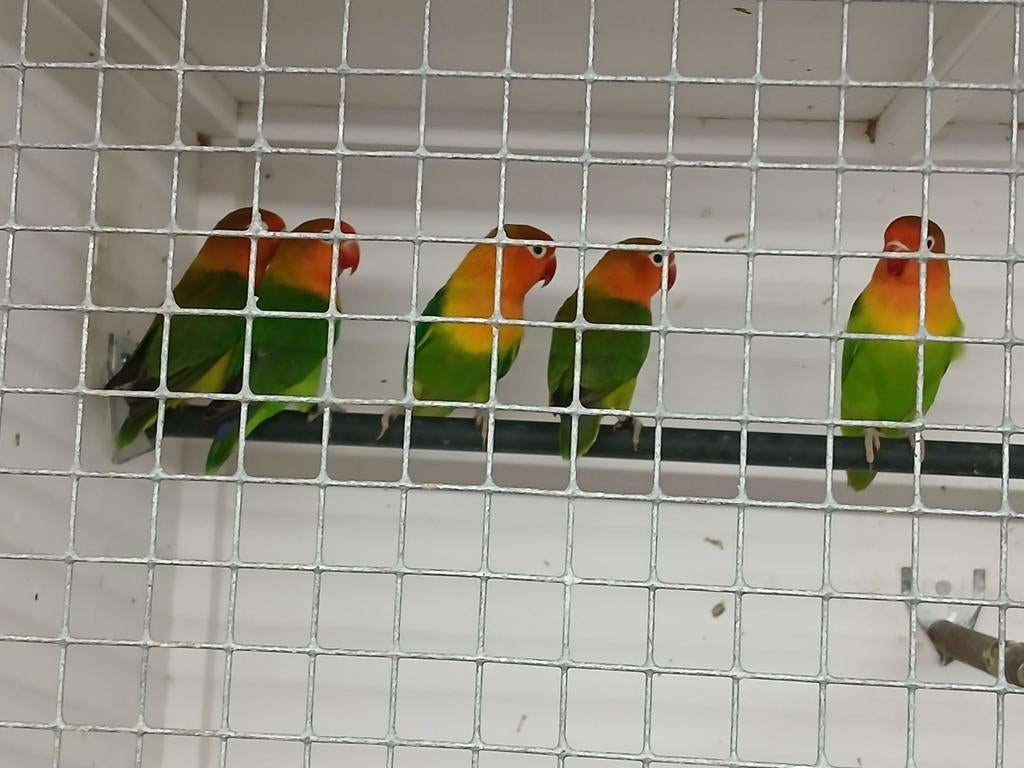 Te Koop fischeri,s allemaal split voor dilute/ ewi/opaline., Meerdere dieren, Dwergpapegaai of Agapornis