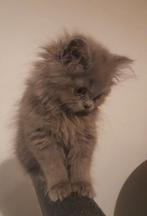 Britse langhaar kitten niet meer beschikbaar, Dieren en Toebehoren, Meerdere dieren, 0 tot 2 jaar