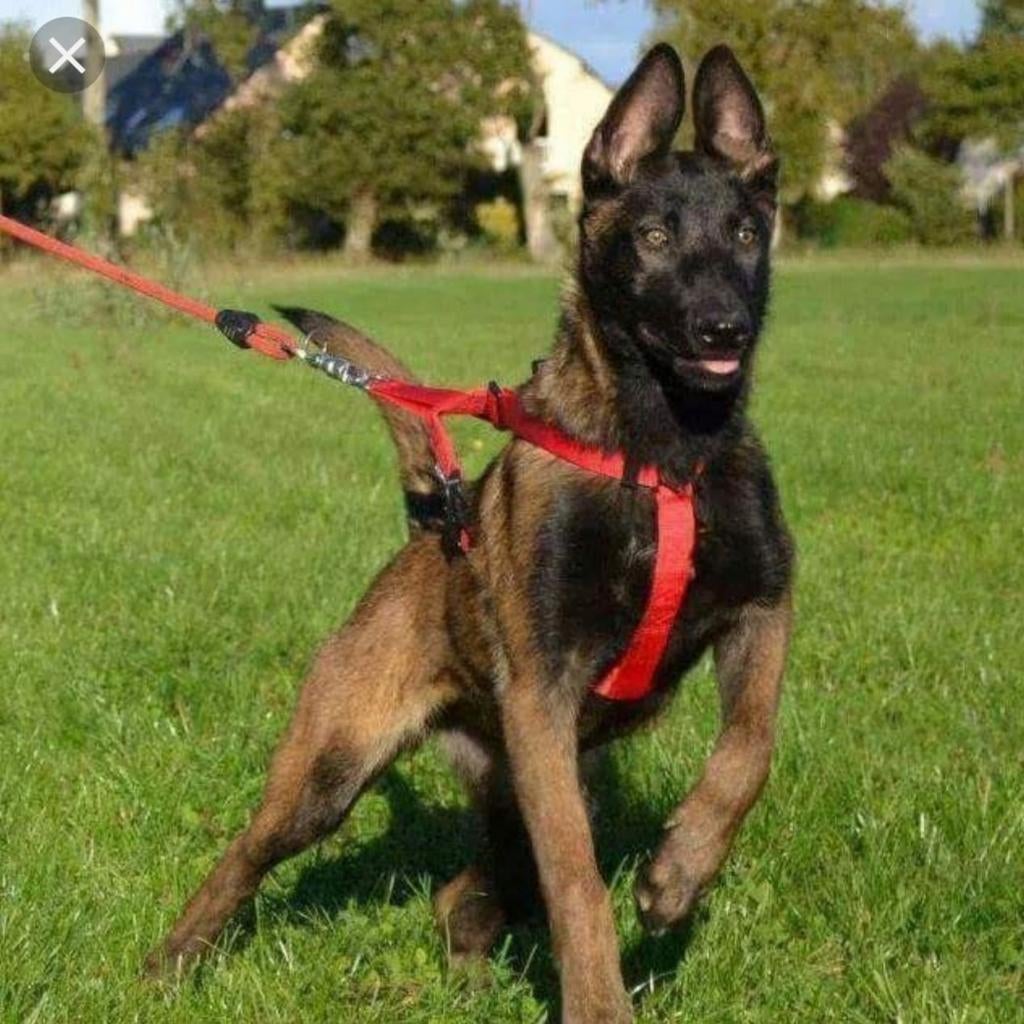 Gezocht herders die dolgraag met een bal willen spelen, Dieren en Toebehoren, Parvo, Reu, 1 tot 2 jaar, Meerdere