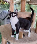 Lieve katjes FIV+, Dieren en Toebehoren, Katten en Kittens | Overige Katten, Meerdere dieren, Kortharig, 0 tot 2 jaar