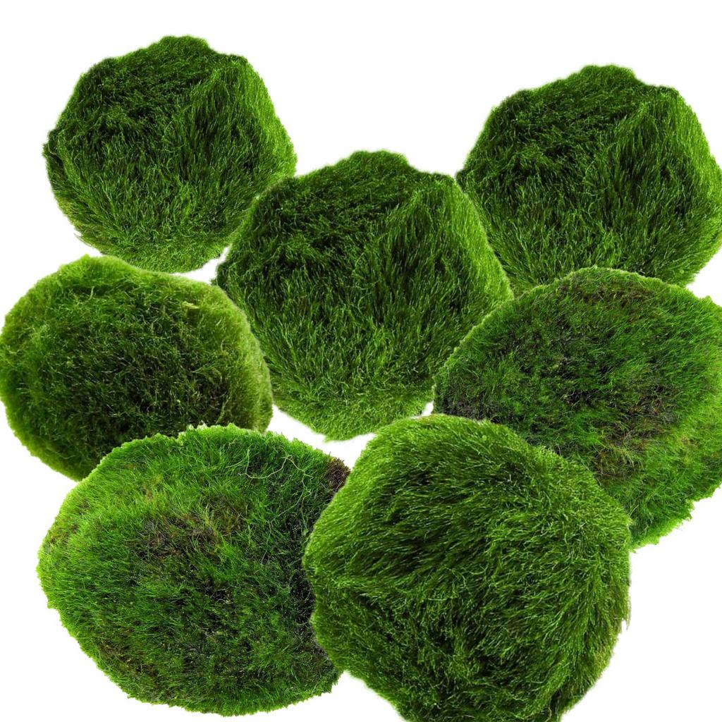 Marimo mosballen – set van 7 (3 cm) – levende aquariumplant, Groene kamerplant, Ophalen of Verzenden, Halfschaduw, Minder dan 100 cm