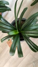 Clivia, Ophalen, Halfschaduw, Minder dan 100 cm