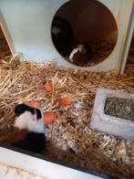 Jonge cavia s, Dieren en Toebehoren, April, Meerdere dieren, Cavia