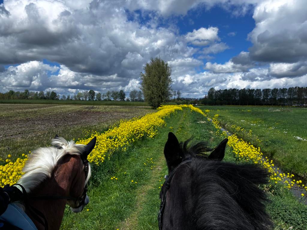 Aangeboden pension stal, Dieren en Toebehoren, Stalling en Weidegang, Weidegang, 1 paard of pony