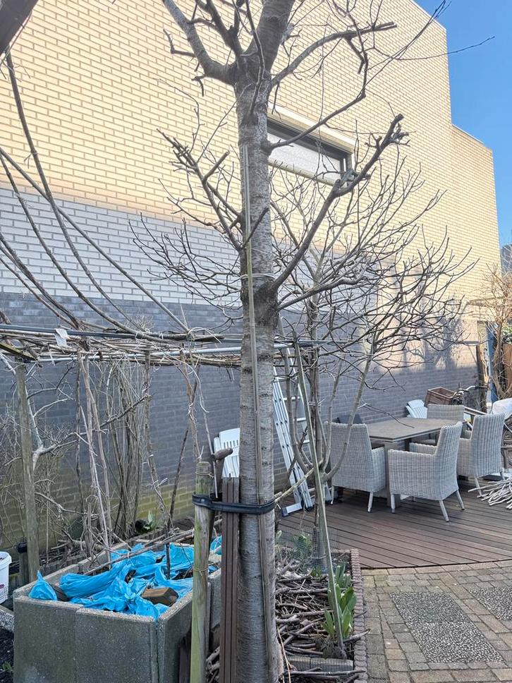 Hoog stam kersenboom, Tuin en Terras, Planten | Bomen, Overige soorten, Volle zon, Ophalen