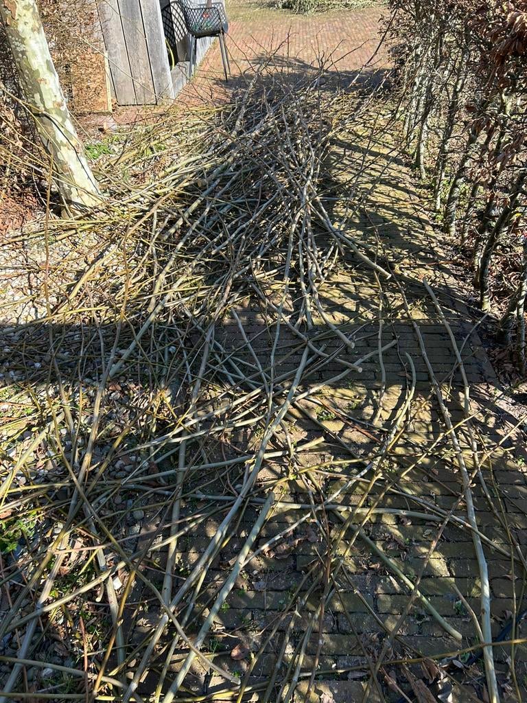 Gratis knotwilg takken, Tuin en Terras, Planten | Bomen, Bloeit niet, Overige soorten, Minder dan 100 cm, Ophalen
