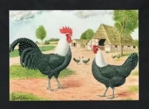 Pluimvee Kippen Kempens Hoen Zilver Boerderij, Van Gink, Ophalen of Verzenden, 1980 tot heden, Ongelopen, Vogel