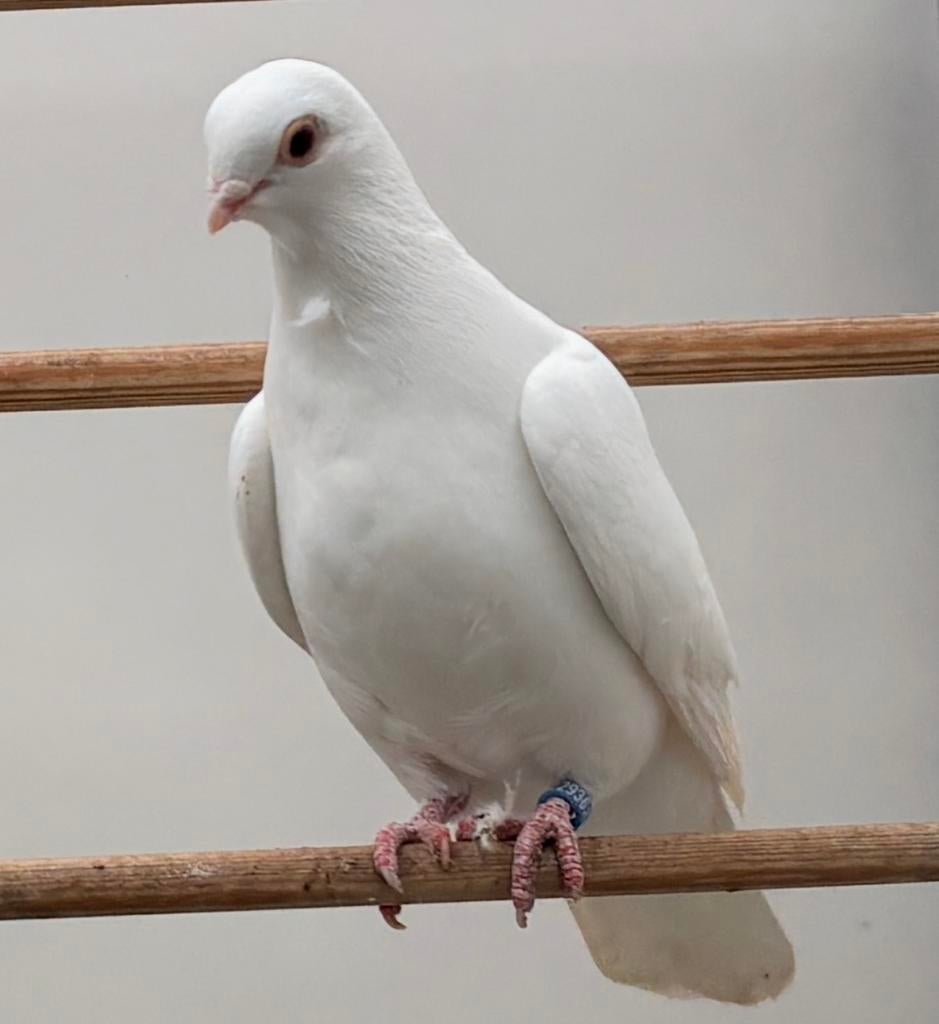Op zoek, Dieren en Toebehoren, Meerdere dieren, Tropenvogel, Geringd
