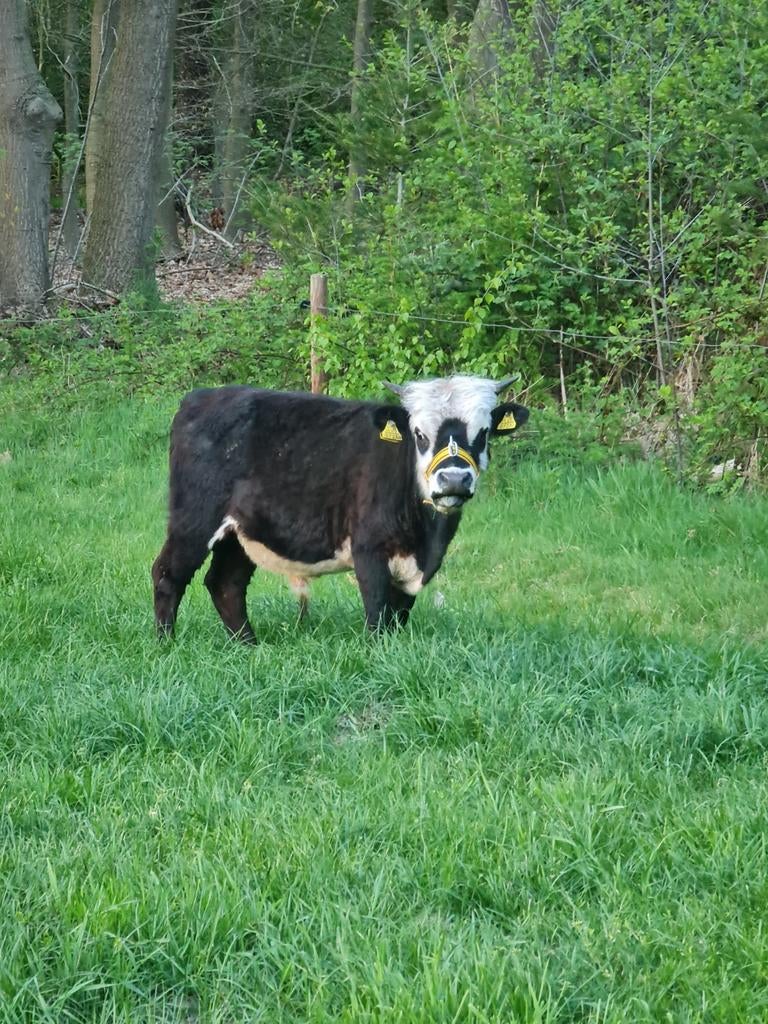 Mini Dahomey koe stiertje, Mannelijk, Geit