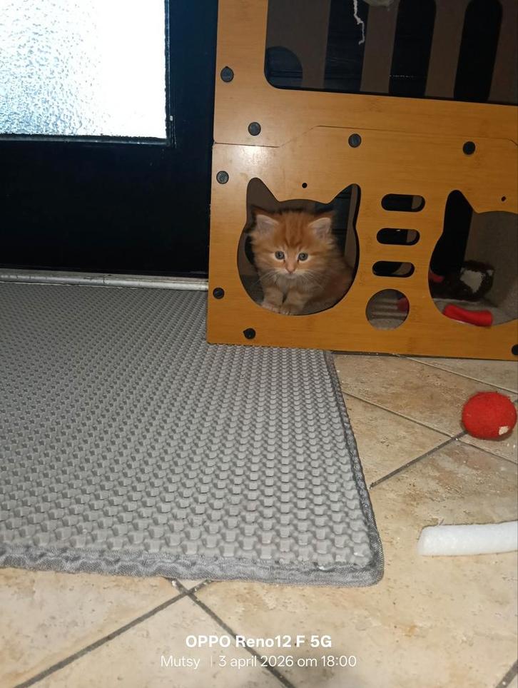 Maine Coon kittens  nog een Poesje beschikbaar, Dieren en Toebehoren, Katten en Kittens | Raskatten | Langhaar, Geslacht onbekend