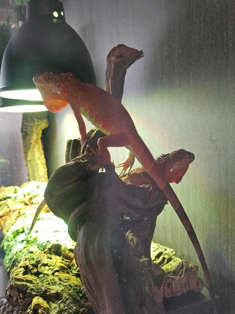 2 red albinos leguanen met papieren 6 maanden oud, Dieren en Toebehoren, Reptielen en Amfibieën | Toebehoren, Ophalen