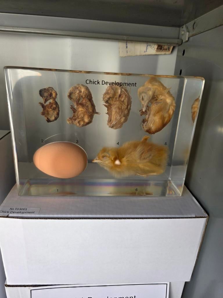 de groei van ei tot kuiken opgezette dieren taxidermie, Ophalen of Verzenden, Nieuw, Insect, Opgezet dier