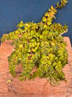 Begonia Formosa miniata p8, Huis en Inrichting, Kamerplanten, Ophalen of Verzenden, Halfschaduw, Minder dan 100 cm