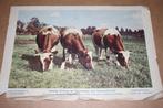 Oude kleurenprent - Rundvee - Eeneiïge drieling - 1953 !!, Verzamelen, Ophalen of Verzenden, Voor 1940, Gebruikt, Overige onderwerpen
