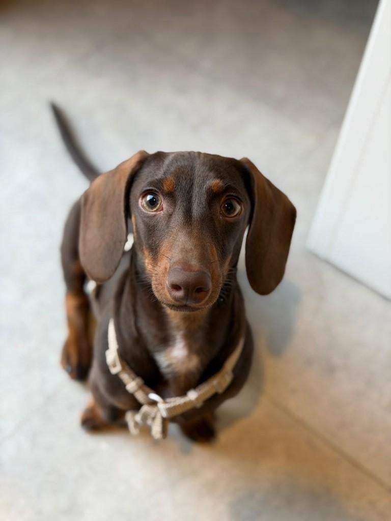 Lieve dwergteckel pup Lulu zoekt liefdevol thuis, Dieren en Toebehoren, 15 weken tot 1 jaar, Reu, CDV (hondenziekte), Korthaar